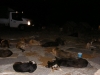 28 eylül 2011 bolluca ormanlarında köpek katliamı / #187300