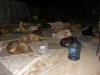 28 eylül 2011 bolluca ormanlarında köpek katliamı / #187302
