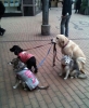 piyasa yapmak için köpek gezdirmek / #147844