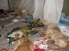28 eylül 2011 bolluca ormanlarında köpek katliamı / #187301