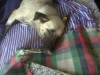 28 eylül 2011 bolluca ormanlarında köpek katliamı / #187305