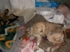 28 eylül 2011 bolluca ormanlarında köpek katliamı / #187303