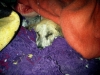 28 eylül 2011 bolluca ormanlarında köpek katliamı / #187307
