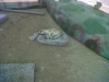 28 eylül 2011 bolluca ormanlarında köpek katliamı / #187304