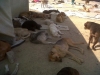28 eylül 2011 bolluca ormanlarında köpek katliamı / #187309