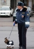polis köpeği