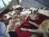 28 eylül 2011 bolluca ormanlarında köpek katliamı / #187308
