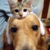 şaşırtan kedi ve köpek dostluğu