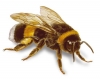 bombus arısı