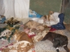 28 eylül 2011 bolluca ormanlarında köpek katliamı / #187297