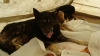 28 eylül 2011 bolluca ormanlarında köpek katliamı / #187293