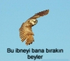 üzüm yeyin üzülmeyin / #176525