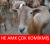 zall ın yol keserek boyayalım mı abi demesi / #184936
